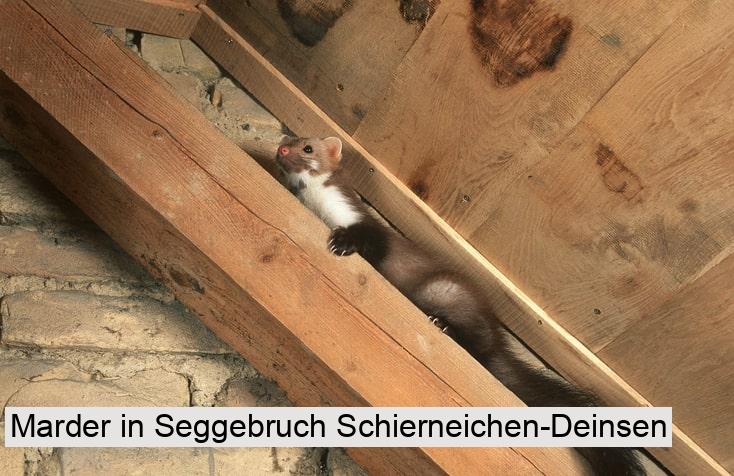 Marder in Seggebruch Schierneichen-Deinsen